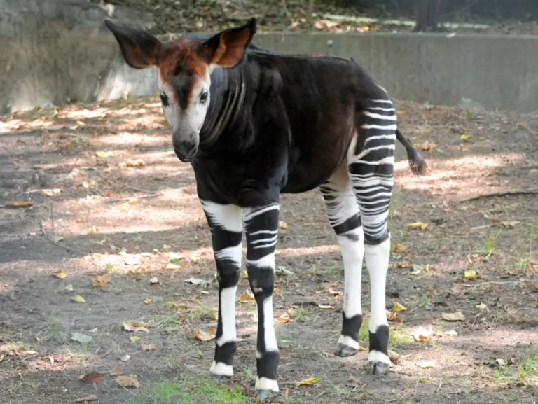 A Comprehensive Guide to the Hybrid Striped Animal NYT