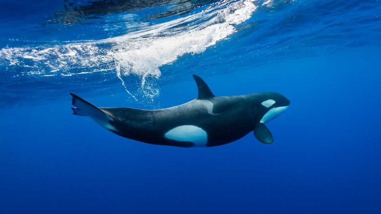 The Apex Predator of the Ocean The Killer Whale