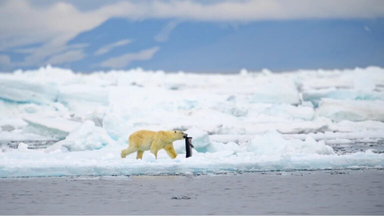 Prey of Polar Bears NYT: The Apex Predators of the Arctic